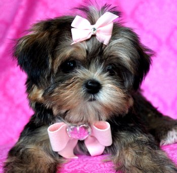 Shorkie Puppies on Tiny Shorkie Puppy Picture Perfect Princess She Is Out Of This World