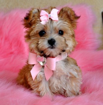 Morkie Puppies on Tiny Teacup Morkie Puppy Stunning Cinnamon Princess 1 9 Lb At 15 Weeks