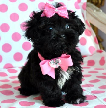 Peekapoo Puppies on Tiny Peekapoo Puppy Adorable Black Princess Amazing Lush Coat  21 Oz