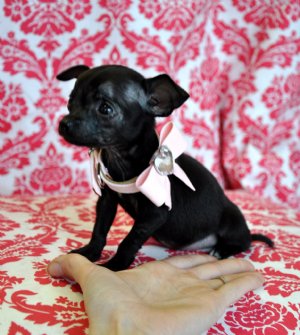 Micro Teacup Chihuahua<br>Our Little Black Beauty<br>12 oz at 8 weeks<br> SOLD!! Moved to North Carolina:)
