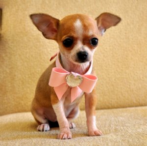 Teacup Chihuahua Princess<br>Adorable Fawn & White<br>SOLD!! Moving to Louisiana! 