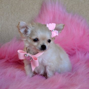 Teacup Chihuahua Puppy<br>Stunning Long Hair Princess<br>16oz at 10