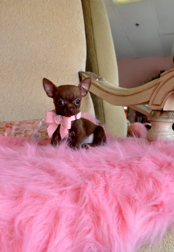 Teacup Chihuahua Puppies For Sale Micro Teacup Chihuahuas