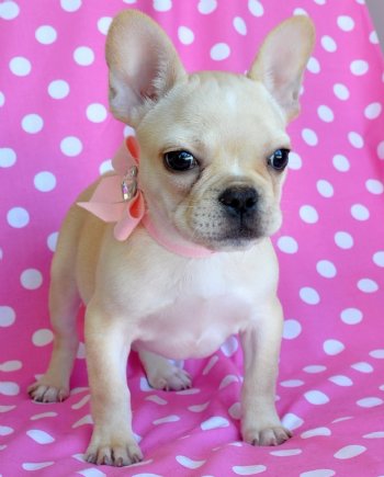 Tiny French Bulldog Puppy<br>2.6 lb AKC Princess<br>Sold Moving to New Jersey