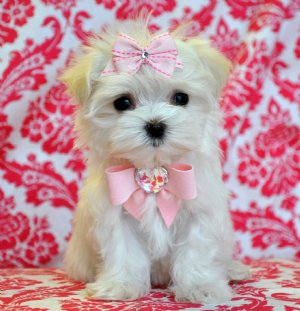 Teacup Maltese Princess<br>1.8 lbs lbs at 10 weeks!<br>WOW She is GORGEOUS!!!<br>SOLD