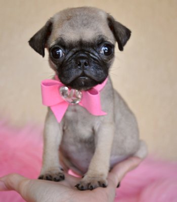 Tiny Toy Pug Puppy<br>Tiny, Tiny, Tiny<br>WOW You have to see her to believe her!!<br>1.6 lb at 8 weeks!<br> SOLD, Found Loving New Home!
