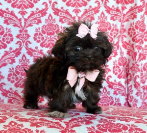 Tiny Imperial Chocolate Shihtzu Princess<br>3 lbs at 13 weeks!<br>Amazing Color and Coat!<br>SOLD! Moving to Puerto Rico!