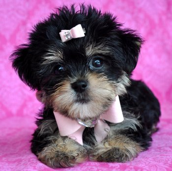 Shorkie Puppies on Shorkie Puppy She Is A Doll   Sold Moving To Oregon    Shihtzu Puppies