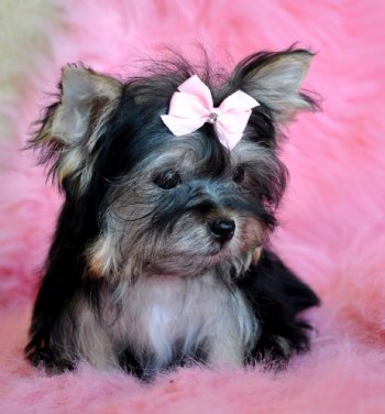 yorkie puppies for sale in minnesota