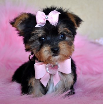teacup yorkie puppies teddy bear tiny pappies little yorkshire missouri cute terrier puppy pets small vincennes playful moving sold so