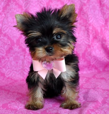 Images Of Yorkies. Tiny Teacup Yorkie