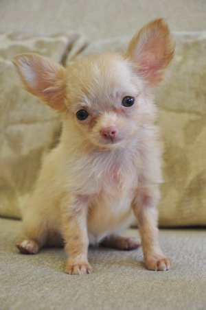 teacup chihuahua puppies