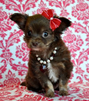 Tiny Chocolate Long Hair Chihuahua Princess<br>SOLD Moving to Sarasota