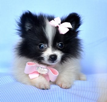 Tiny Pomeranian Puppy<br>Black & White Princess<br>18 oz at 8 weeks<br> SOLD, Moving to Palm Harbor!!