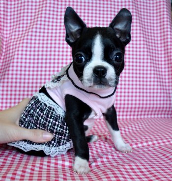 Tiny Toy Boston Terrier Puppy<br>1.9 lb at 8 weeks!<br>SOLD!  MOVING TO CALIFORNIA