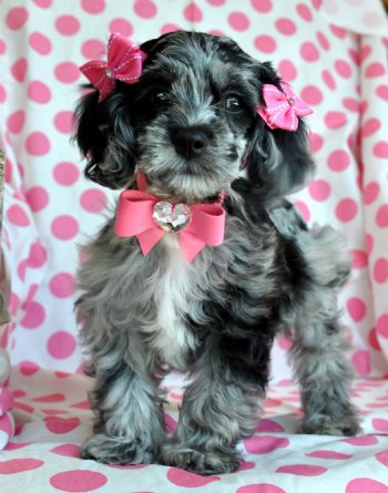 Adorable Silver Merle Cockapoo<br>Stunning Princess!!<br>sold<br>