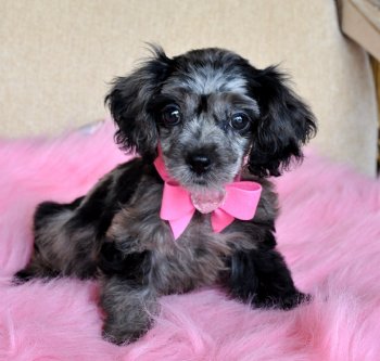 Tiny Silver Dapple Cockapoo Puppy<br>She is Beautiful!!<br>Amazing Color!<br> SOLD, Found Loving New Home!