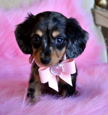 Tiny Mini Dachshund Puppy<br>Adorable Dapple Princess<br>Sold Found a loving family