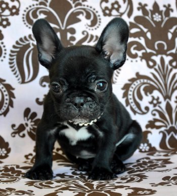 Tiny French Bulldog Puppy<br>1.14 lb Black AKC Princess<br>TINY, TINY, TINY<br>Sold Moving to Boston