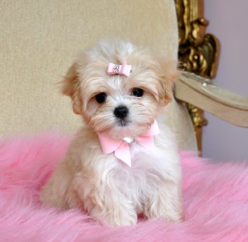 Teacup Tese-Eng Puppy<br>She is Stunning!!<br> SOLD Moving to Puerto Rico!