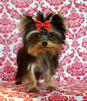 Tiny Teacup Yorkie Prince<br>14 oz at 10 weeks<br>So Cute!<br>SOLD Found Loving New Home