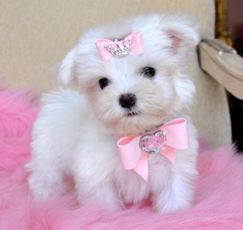 Tiny Teacup Maltese<br>Too Cute!!<br>18 oz at 9 weeks!<br>Tiny Baby Doll!! <br> SOLD, Moving to Texas!