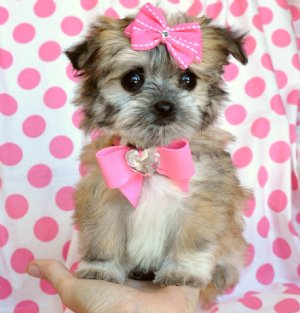 Tiny Teacup Malchi Puppy<br>Cute as  button!!<br>15 oz at 8 weeks! SOLD! Moving to Kuwait!