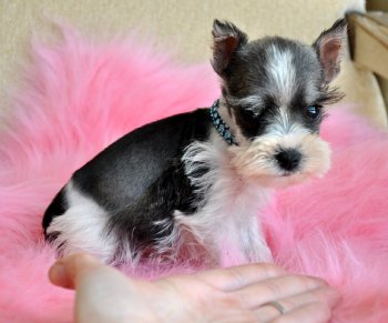 Tiny Toy Schnauzer Boy<br>Tiny Prince Charming<br>1.4 lb at 8 weeks<br>SOLD Found Loving New Family