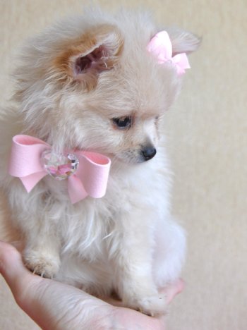 Tiny Teacup Pomeranian<br>Stunning Cream Princess<br>16 oz at 10 weeks<br>Spectacular!!<br>Sold Moving to Minnesota