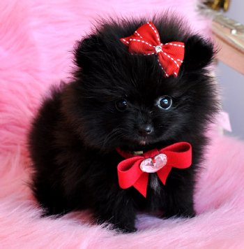 Tiny Teacup Black Pomeranian Princess<br>WOW She is Amazing!!<br>16 oz at 10 weeks<br>Sold