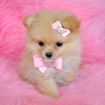 Tiny Cream Pomeranian Puppy<br>Out of this World Cute!!<br>1.6 at 8 weeks! <br>AKC Registered SOLD!!