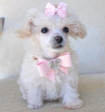 Tiny Cream Poodle Princess<br>So Adorable!<br>SOLD MOVING TO TAMPA