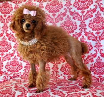 Stunning Toy Poodle Princess<br>She is Perfection!<br>SOLD Moving to Gainesville, FL