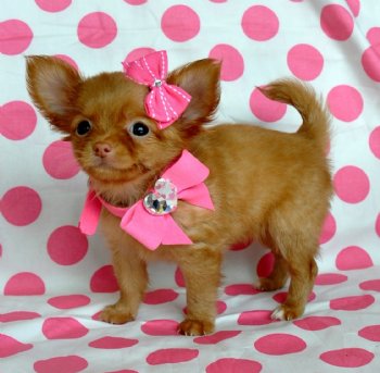 Tiny Teacup Chihuahua<br>Beautiful Red Fawn Long Hair Princess<br>15 oz at 8 weeks!<br>SOLD Moving to Iowa