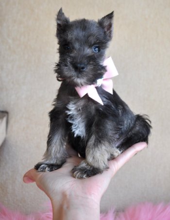 Tiny Toy Schnauzer Puppy<br>1.9 lb at 8 weeks<br> SOLD, Found Loving New Home!!