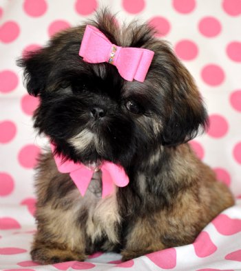 Tiny Imperial Shihtzu<br>SO CUTE!!<br>The Longest Lashes you have ever seen!!<br>1.7lb at 11 weeks<br>Sold moving to South Dakota