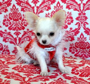 Teacup White Long Hair Chihuahua Princess<br>SOLD Moving to Sarasota