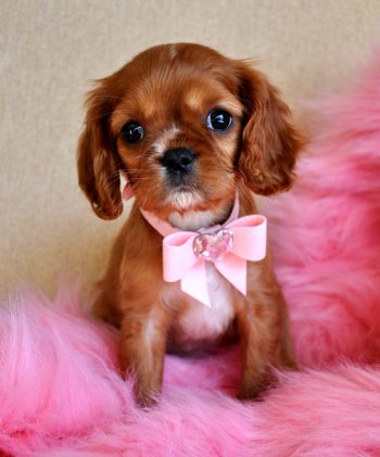 Tiny King Charles Spaniel Puppy<br>Adorable Ruby Princess<br> SOLD Found Loving New Family