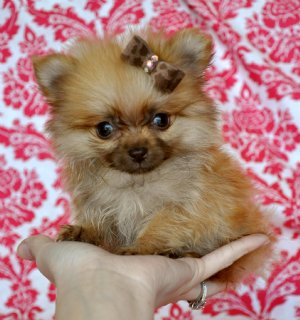 Micro Teacup Pomeranian Prince<br> Beautiful  Red Sable Coat<br>Tiny, Tiny, Tiny<br>8 oz at 8 weeks!<br>S!old found a fabulous Mommy in Georgia!
