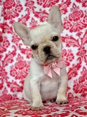 Tiny AKC French Bulldog Princess<br>She is Perfection! 32 Champions in her pedigree!<br>SOLD