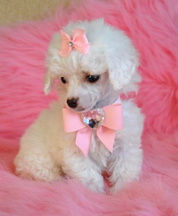 Tiny Teacup Poodle<br>Snow White Princess<br>Sold
