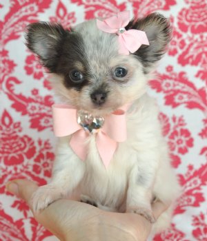 Teacup Chihuahua Princess<br>Blue & White Long Hair<br>SOLD! Moving to Indiana!