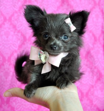 Tiny Teacup Blue Chihuahua<br>Stunning Long Hair Princess<br>16 oz at 8 weeks.<br> SOLD Found Loving New Family!