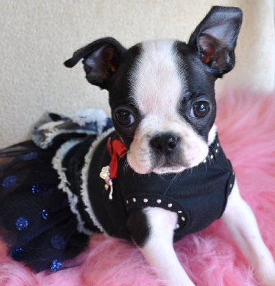 Tiny Toy Boston Terrier Puppy<br>Adorable little Girl<br>1.9 lb at 8 weeks!<br>Perfectly Marked!<br>Sold Moving to Panama