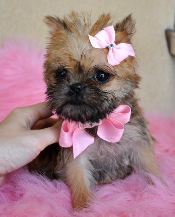 Tiny Brussels Griffon Puppy<br>1.7 lb at 8 weeks<br>Sold Moving to California