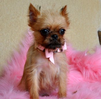 Tiny Brussels Griffon Puppy<br>1.4 lb at 8 weeks<br>Smooth Coat<br>SOLD