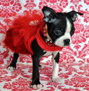 Tiny Boston Terrier Princess<br>SOLD!! Found a loving home in Pennsylvania!