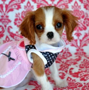 Tiny King Charles Spaniel Puppy<br>Adorable Blenheim Princess<br>Sold Moving to Miami