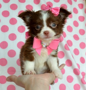 Tiny Teacup Chihuahua Puppy<br>Stunning Chocolate and White Long Hair Princess<br>16 oz at 9 weeks SOLD! Found a wonderful new home in South Carolina!!