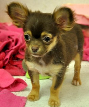 Tiny Chocolate Chihuahua Princess<br>SOLD Found Loving New Mommy!